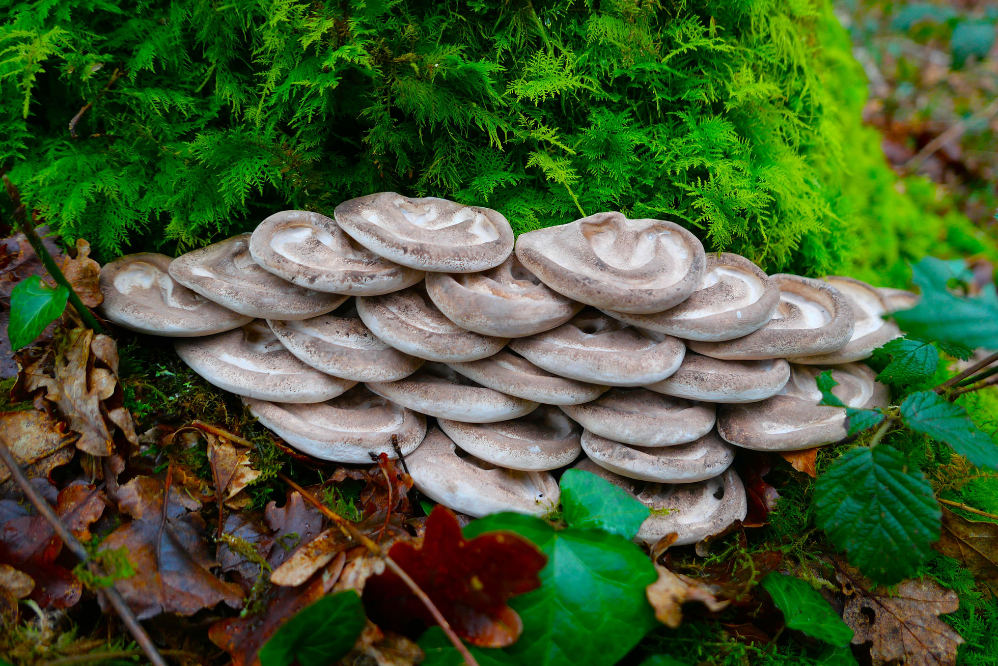 Visual Artist - Paradise